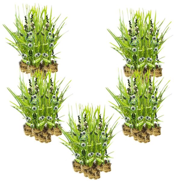 Egelskop 100 planten Egelskop 100 planten