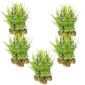 Egelskop 100 planten