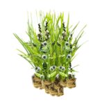 Egelskop 15 planten