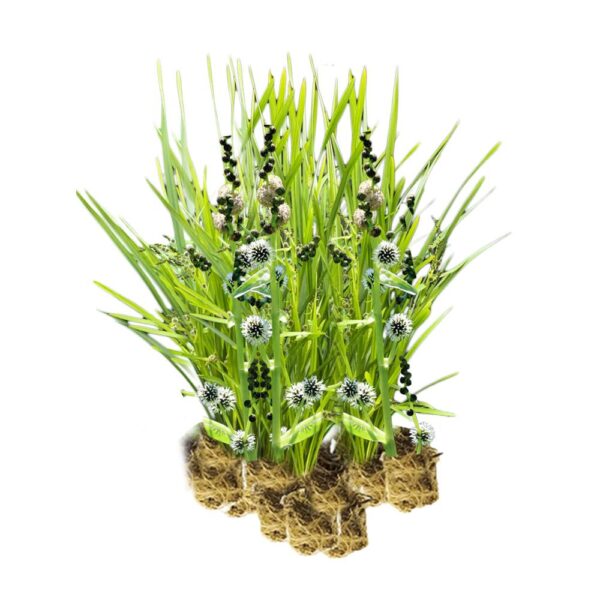 Egelskop 15 planten Egelskop 15 planten