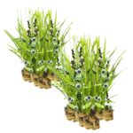 Egelskop 30 planten