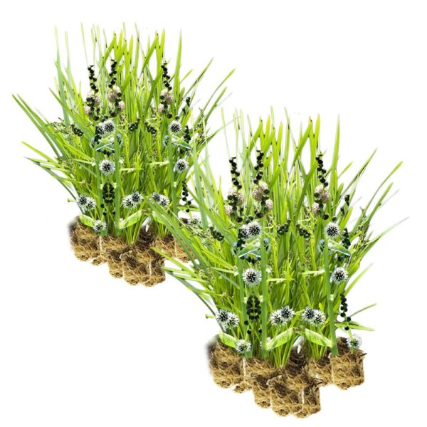 Egelskop 30 planten Egelskop 30 planten