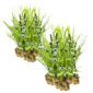 Egelskop 30 planten