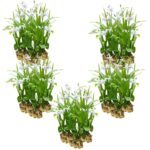 Witte Aardorchidee 100 planten