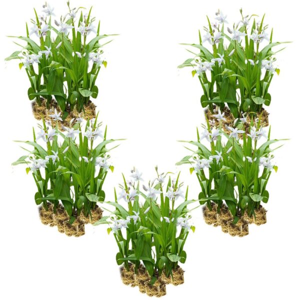 Witte Aardorchidee 100 planten Witte Aardorchidee 100 planten