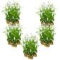 Witte Aardorchidee 100 planten
