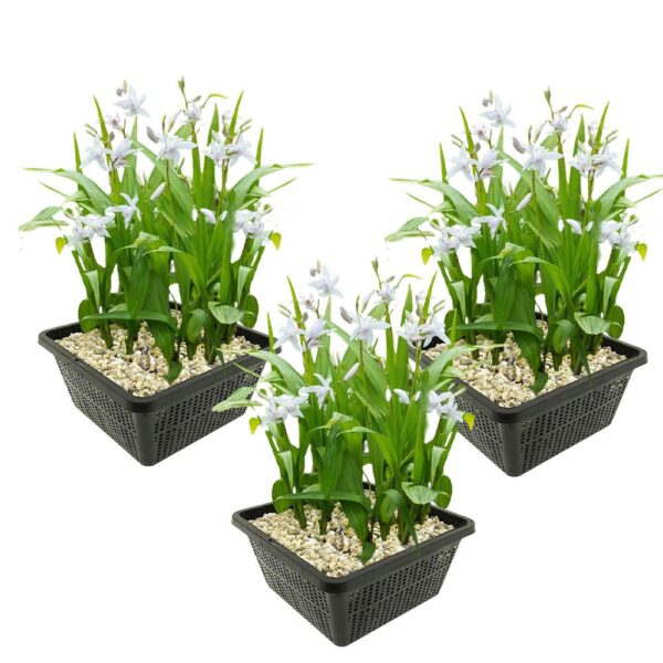 Witte Aardorchidee 3 manden Witte Aardorchidee 3 manden
