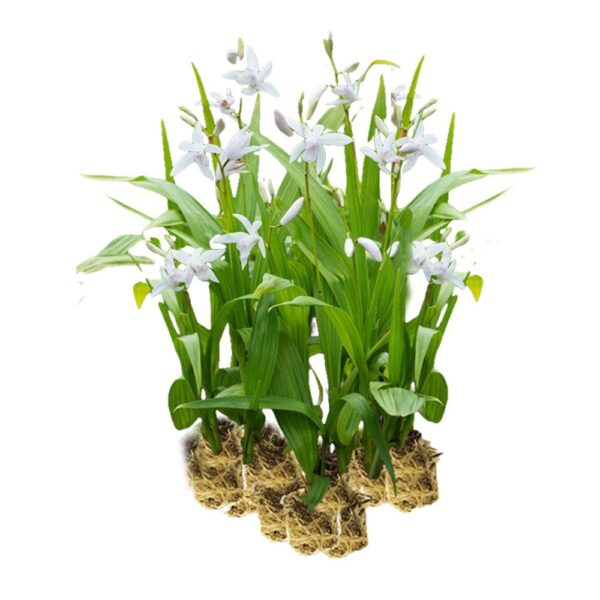 Witte Aardorchidee 15 planten Witte Aardorchidee 15 planten