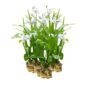 Witte Aardorchidee 15 planten