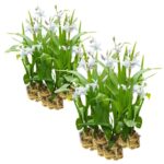 Bletilla white plants