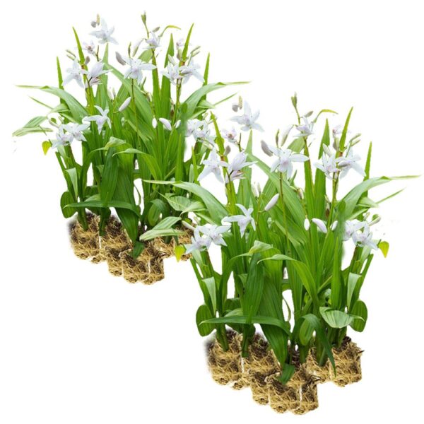 Bletilla white plants