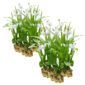 Witte Aardorchidee 30 planten