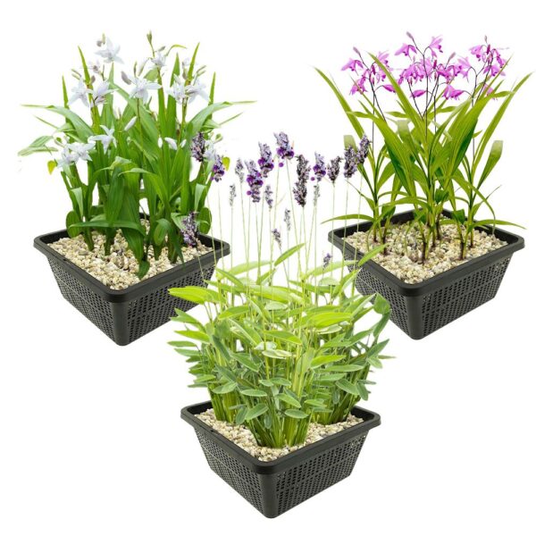 Speciale Waterplanten Speciale Waterplanten