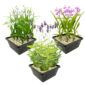 Speciale Waterplanten