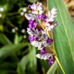 Vijverplanten-Set-Winterharde-Orchideeen-12-stuks-1