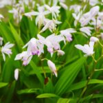 Vijverplanten-Set-Winterharde-Orchideeen-12-stuks-2