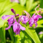 Vijverplanten-Set-Winterharde-Orchideeen-12-stuks-3