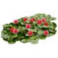Rood Waterlelie Veld
