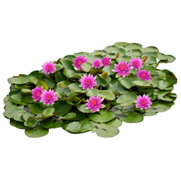 Roze Waterlelie Veld Roze Waterlelie Veld