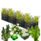 Biofilter 4 torens + Zuurstofplanten en Waterlelies