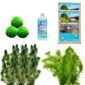 Spiegelvijver Onderwaterplanten 1.500-3.000L