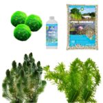 Spiegelvijver Onderwaterplanten 500-1.250L