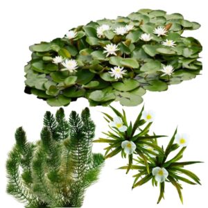 Natuurvijver Inheemse Drijfplanten 10.000-20.000L