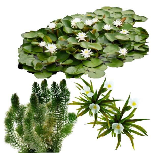 Natuurvijver Inheemse Drijfplanten 10.000-20.000L