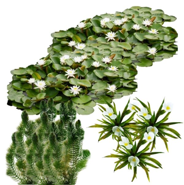 Natuurvijver Inheemse Drijfplanten 20.000-40.000L Natuurvijver Inheemse Drijfplanten 20.000-40.000L