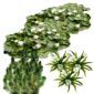 Natuurvijver Inheemse Drijfplanten 20.000-40.000L