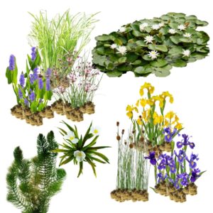 Natuurvijver Natuurvriendelijke Oeverplanten 10.000-20.000L