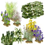 Natuurvijver Natuurvriendelijke Oeverplanten 20.000-40.000L