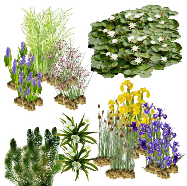 Natuurvijver Natuurvriendelijke Oeverplanten 20.000-40.000L