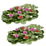 Waterlelie Veld Mix XL
