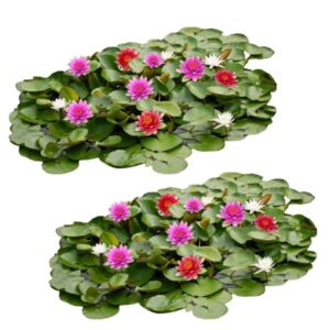 Waterlelie Veld Mix XL