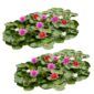 Waterlelie Veld Mix XL