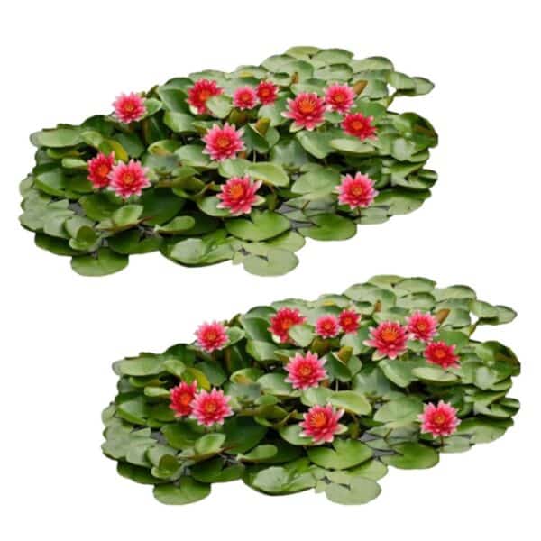 Rood Waterlelie Veld XL Rotes Seerosenfeld XL