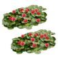 Rood Waterlelie Veld XL