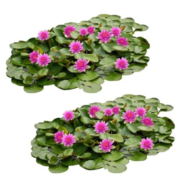 Roze Waterlelie Veld XL Rosa Seerose Feld XL