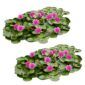 Roze Waterlelie Veld XL