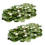 Inheems Waterlelie Veld XL