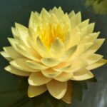 Winterharde-Gele-Waterlelie-Nymphaea-Alexsea-1