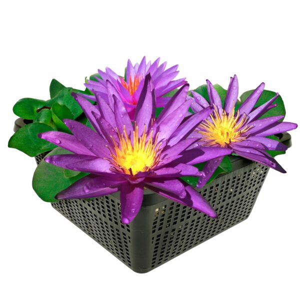 Nymphaea Purple Rain Nymphaea Purple Rain