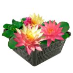 Nymphaea Rainbow