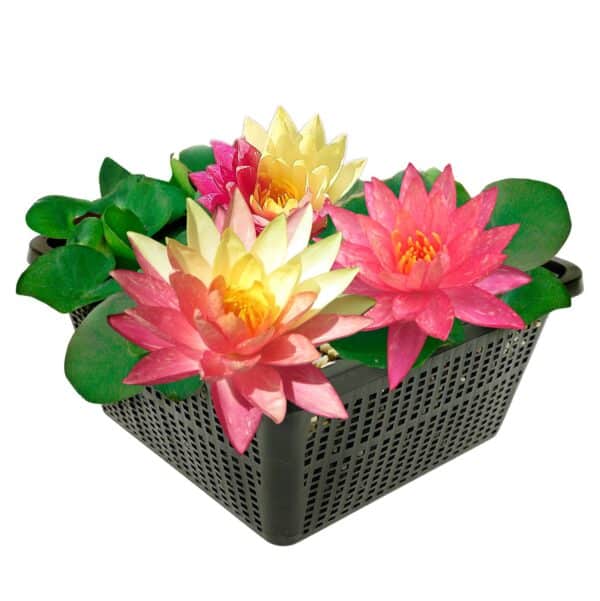 Nymphaea Rainbow Nymphaea Rainbow