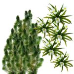 Inheemse Zuurstofplanten 20.000L
