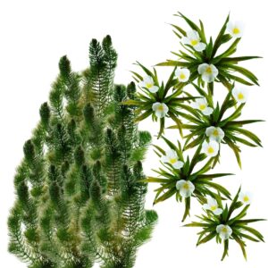 Plantas aquƔticas nativas 20 000 L