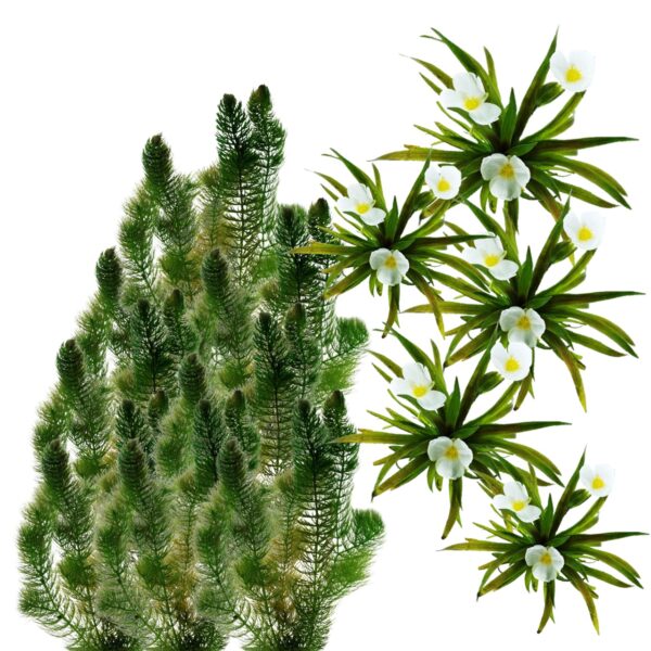Inheemse Zuurstofplanten 20.000L Inheemse Zuurstofplanten 20.000L