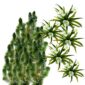 Inheemse Zuurstofplanten 20.000L