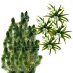 Native Oxygen-Producing Plants 10,000 L